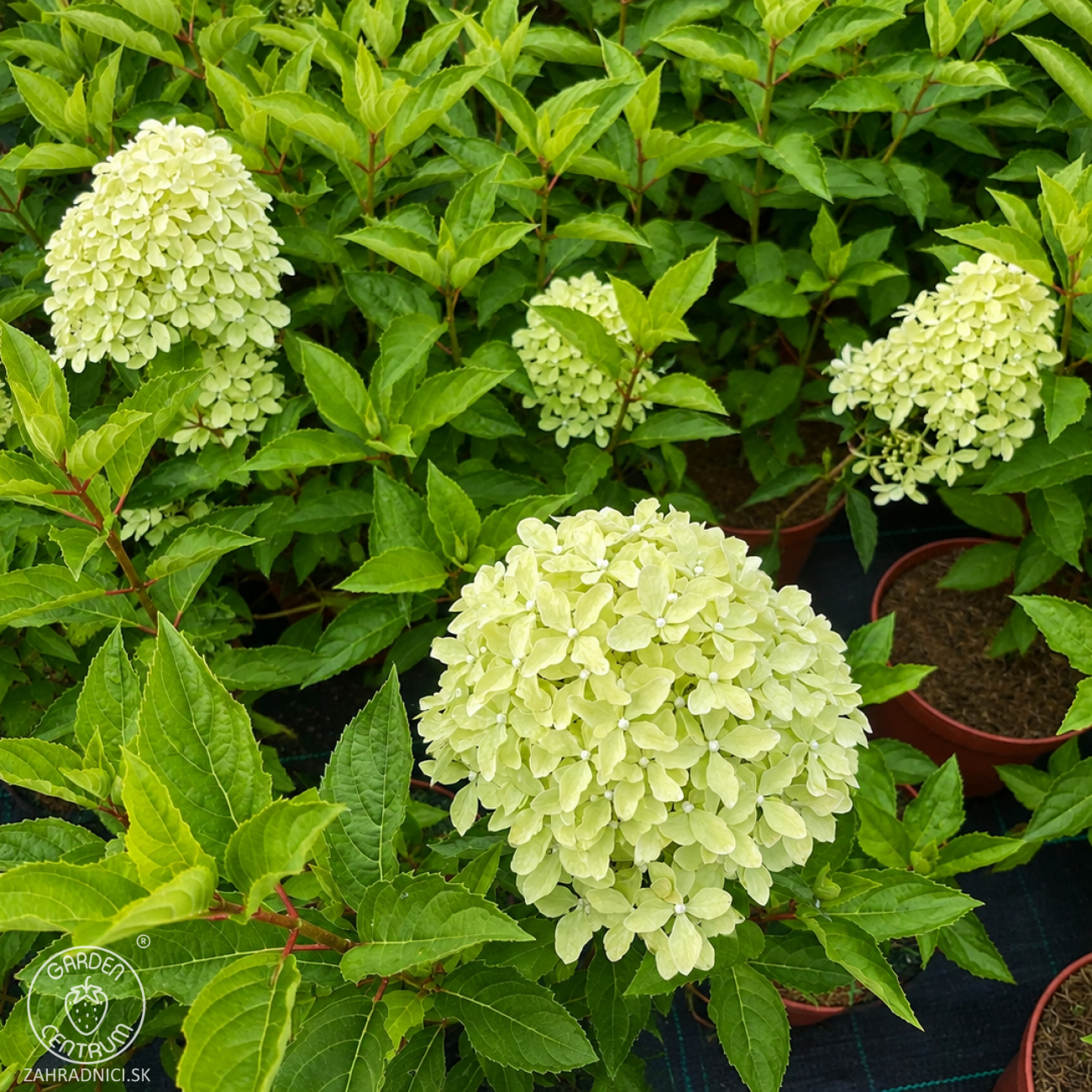 Obrázok Hortenzia metlinatá (Hydrangea paniculata) ´MAGICAL LIME SPARKLE´® - výška 40-50 cm, kont. C2L